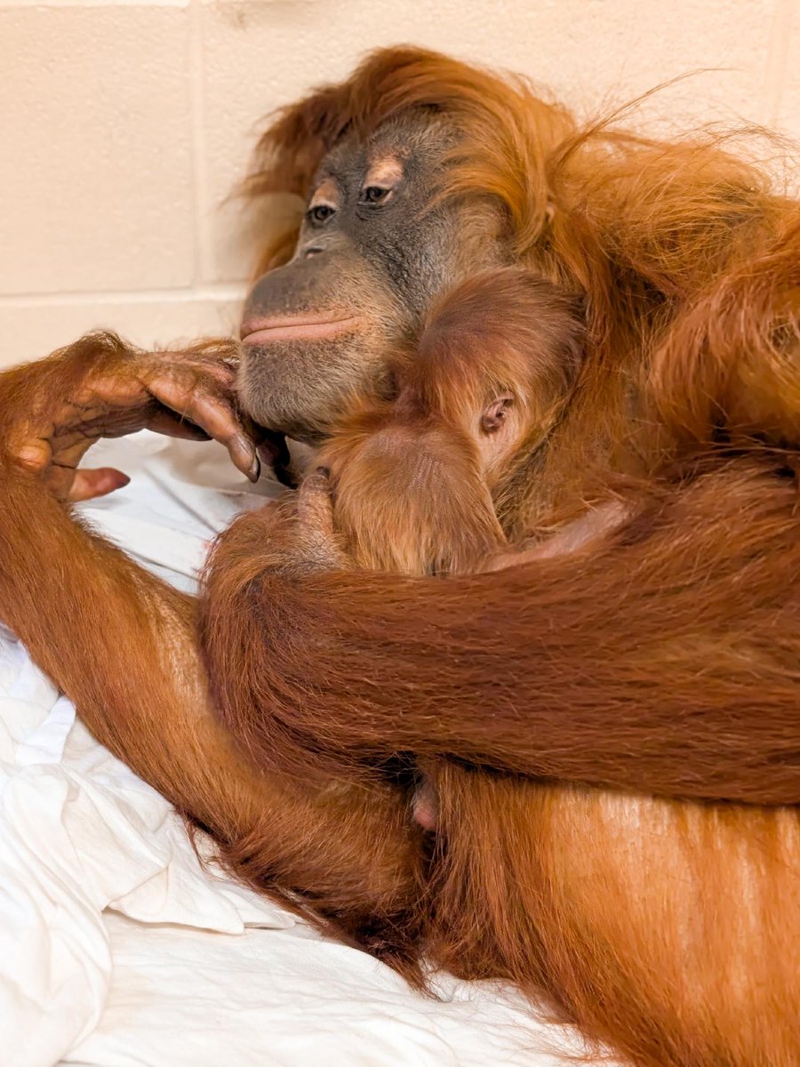 Denver Zoo Conservation Alliance tweet media