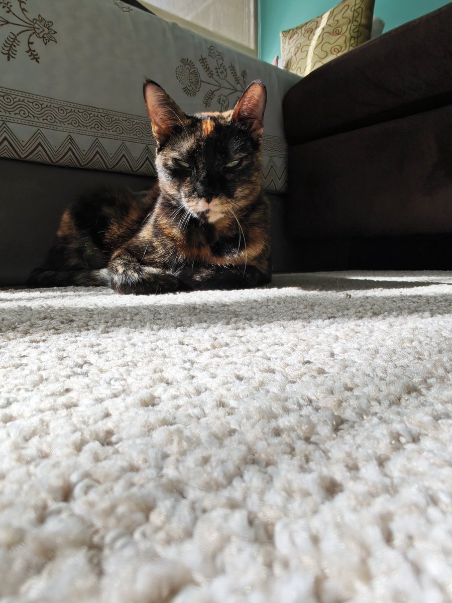 PanamaPaws's tweet photo. @huskernation72 sun puddlin scowl https://t.co/NUpg1WguUi