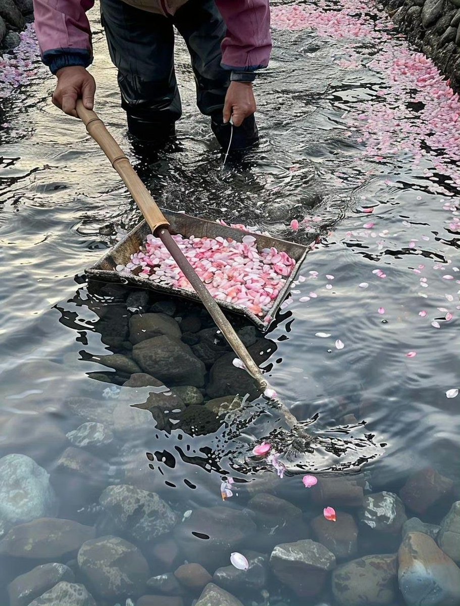 aestheticpost's tweet photo. Pink petals fall like whispered secrets.
They get caught on umbrellas, spin in rain-soaked water, and shimmer beside butterflies... https://t.co/70N6MKtqsd