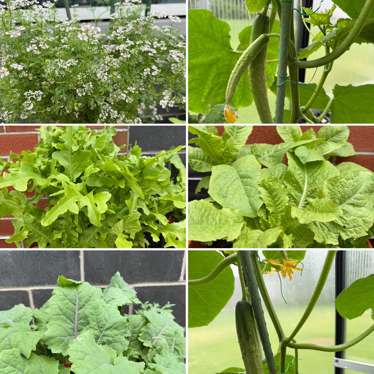 ErutherfordSD's tweet photo. Faust School: Our middle school greenhouse is growing more than plants — it’s growing curiosity, responsibility, and teamwork. Students have been planting, watering, and learning hands-on about how things grow. We’re excited to see all of their hard work bloom this season! https://t.co/Jt5D0o5c4D
