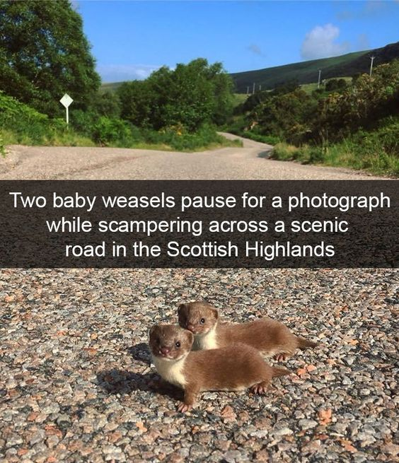 WholesomeMeme's tweet photo. https://t.co/CjME3X92Zh