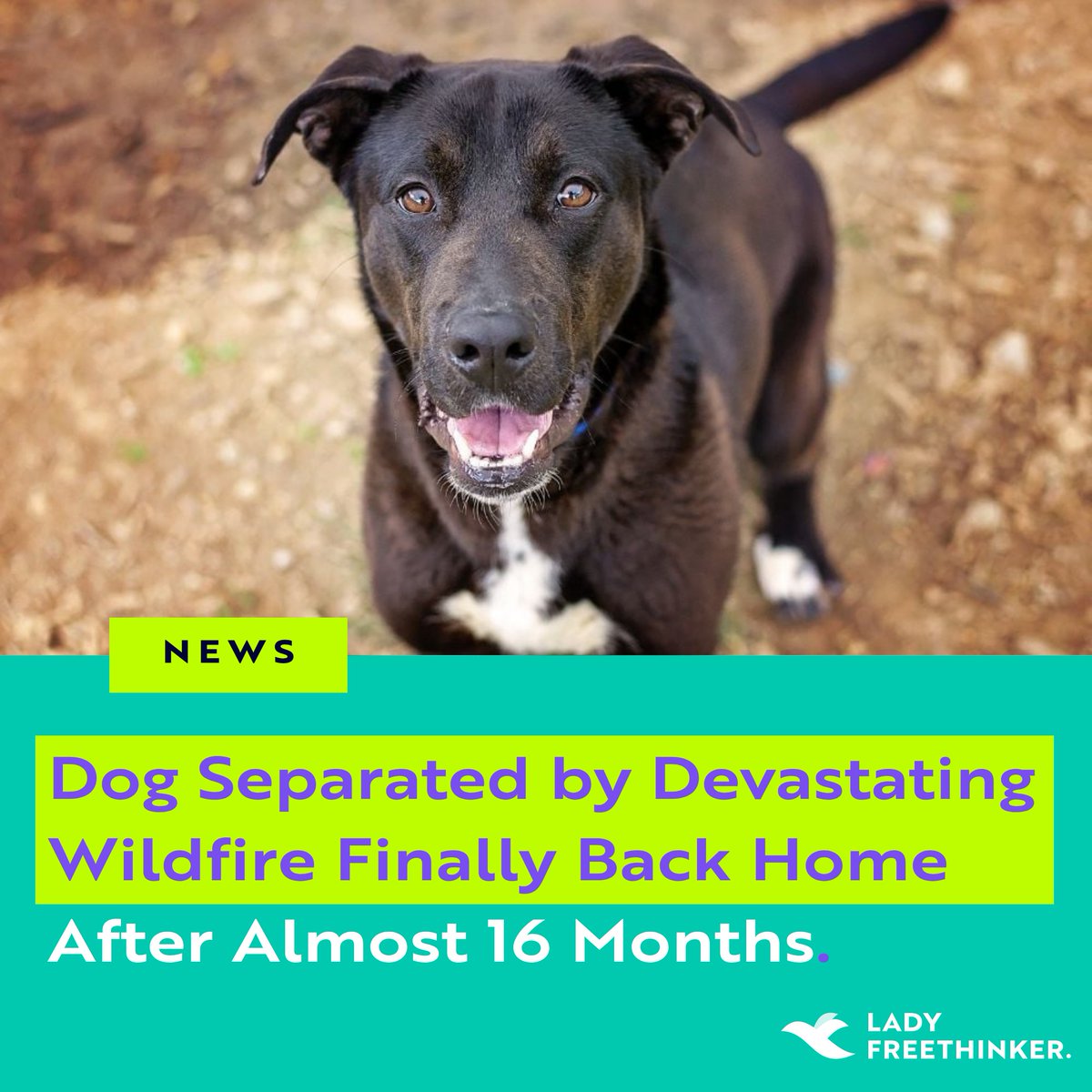 LadyFreethinker's tweet photo. After losing their home in a wildfire, a dog and his guardian were finally reunited nearly 16 months later. Blade never stopped waiting for his dad. https://t.co/YeNWo2w3bB https://t.co/Ei6snTRKgJ