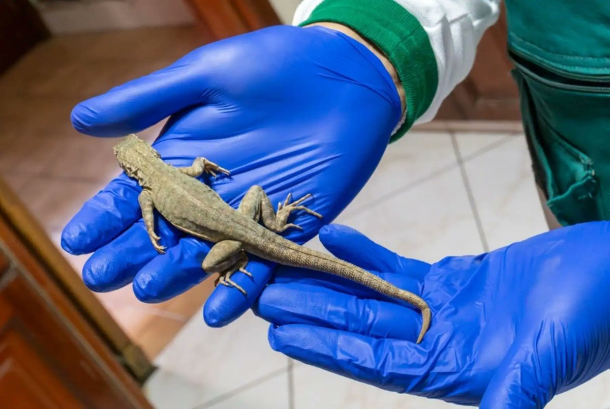 Agencia_Andina's tweet photo. 🦎En Tacna, Servicio Nacional Forestal y de Fauna Silvestre (Serfor) recupera y libera a 170 lagartijas producto del comercio ilegal👉 https://t.co/e6FdfG4636 https://t.co/03KWKAcAsr