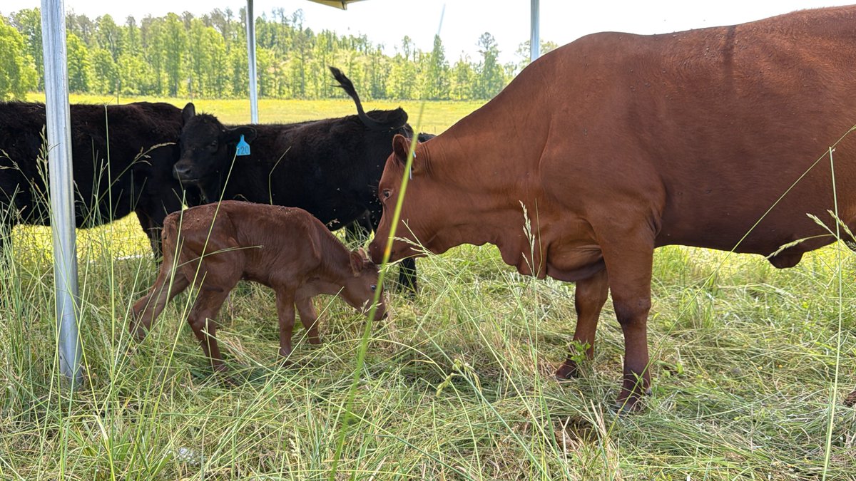 mkummer82's tweet photo. A few weeks ago, we walked out to check on the herd and found a wet, wobbly bull calf standing next to our South Poll heifer. 

Still slick. Already on his feet. Mom had handled the whole thing while we slept.

That was the good part of the story. But then... https://t.co/iK0tY2gJyr