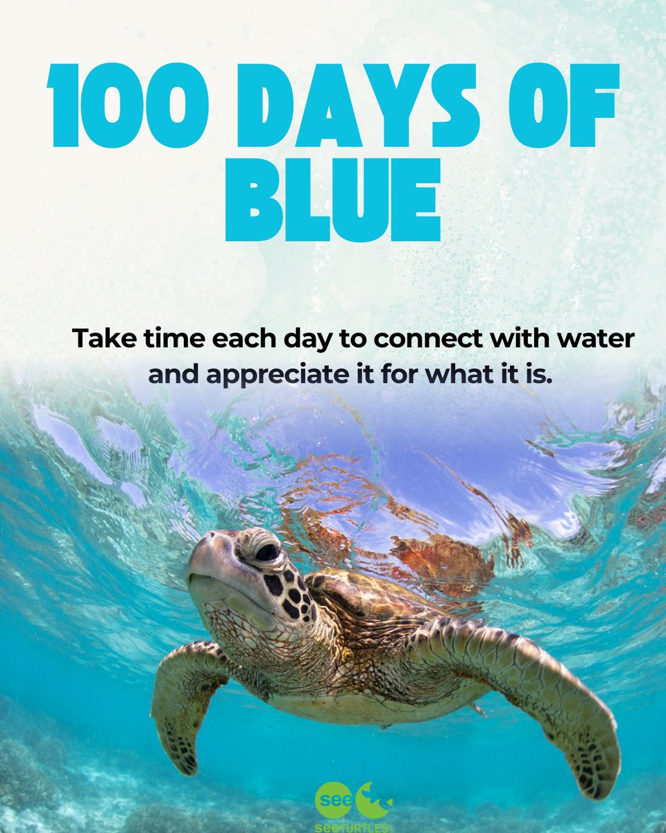 SEEturtles's tweet photo. SEE Turtles is joining #100DaysOfBlue 🌊

Started by our late co-founder Dr. Wallace J. Nichols in 2014, the movement encourages people to spend time near, in, on, or under water for 100 days to support well-being and reconnect with nature. 💧

Use #100DaysOfBlue + #BlueMind https://t.co/L5uNshSxhU