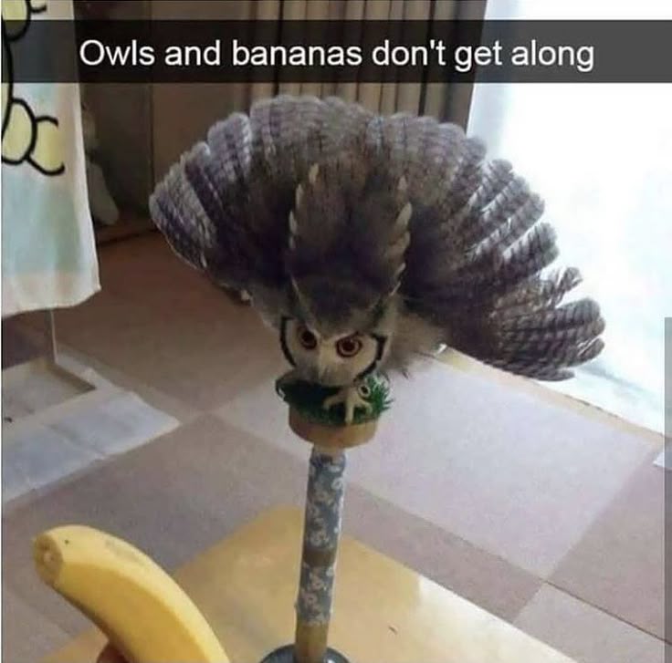 Owl tweet media