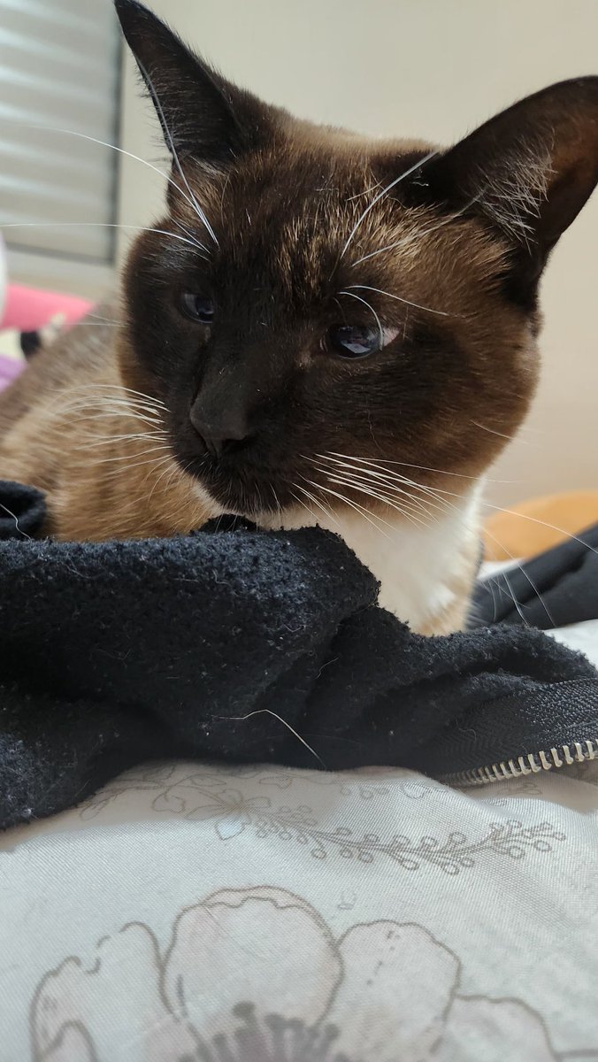 InariShino's tweet photo. Aqui as minhas gatas super frias e totalmente não carinhosas:

De um lado temos a Miki que fica toda falante quando me vê e do outro temos a Titi, que dorme na blusa do meu namorado pq sente saudades dele :)

E claro! O mais frio de todos, Tico, que pede colo pro meu pai :> https://t.co/ovcdpoRHOH