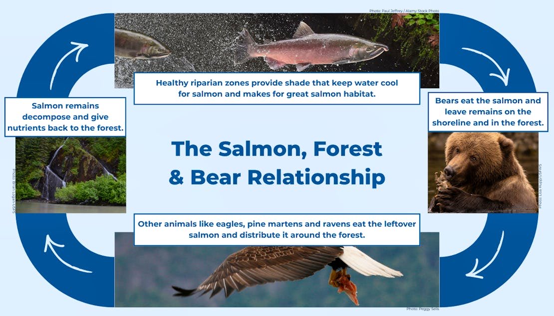 DarnaldDuck's tweet photo. A little know fact, salmon runs provide much needed nitrogen to the forests surrounding rivers. Bears and other animals catch and eat the salmon, resulting in the leftover carcass being distributed across the forest floor. These remains decay and provide fertilizer to trees and other plant life.