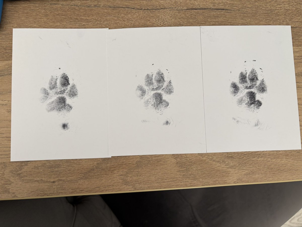 jkanalysis7's tweet photo. Always with us Barney 🐾 🐶 https://t.co/Jh9xVCxLYT
