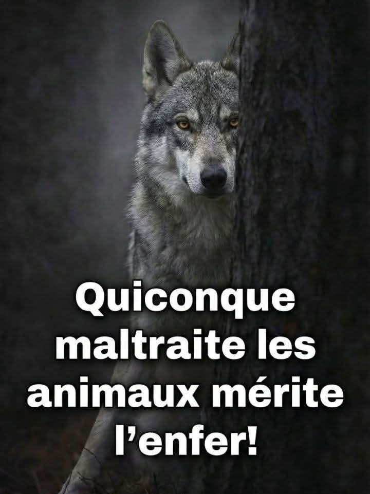 Adea Claude tweet media