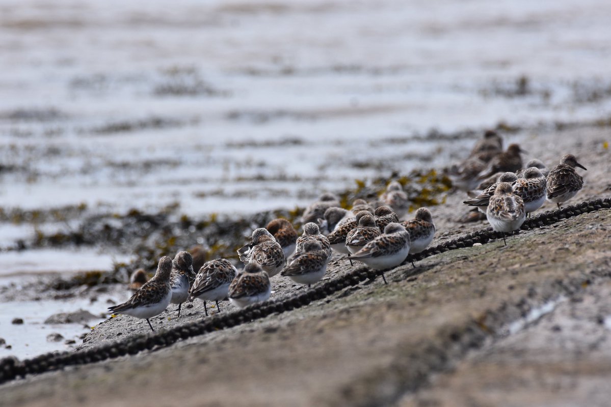 birderjack's tweet photo. A wader-tastic #patchbirding 🤩
c1500 mixed flock of waders on Garston shore , 1 curlew sandpiper , I reckon at least 500 sanderling and the rest Dunlin and ringed plover and one curlew .
8 greylag geese flew down river . https://t.co/QE4vvyKCfG