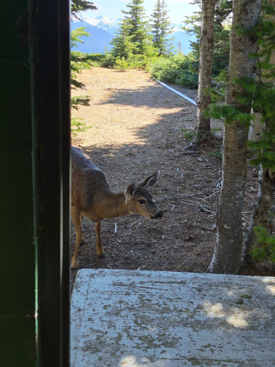 PNSN1's tweet photo. Happy #FieldworkFriday! If not a friend, then why friend-shaped? Some curious deer checked on our field staff at station HURR recently! While we're sure they are well acquainted with grazing on grassy fields, we're still deciding on their effectiveness on our fieldwork team. https://t.co/Bl7RbcKmGJ