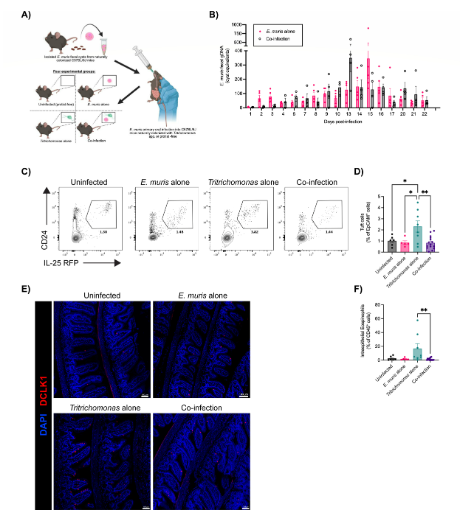 ASMicrobiology's tweet photo. Protists are common in mammalian guts. But what do they do? New research suggests that competition between commensal protists shapes gut mucosal immunity in mice. Get the full story in #mBio: https://t.co/a1DEIw84zY https://t.co/HJhWGeUSiG