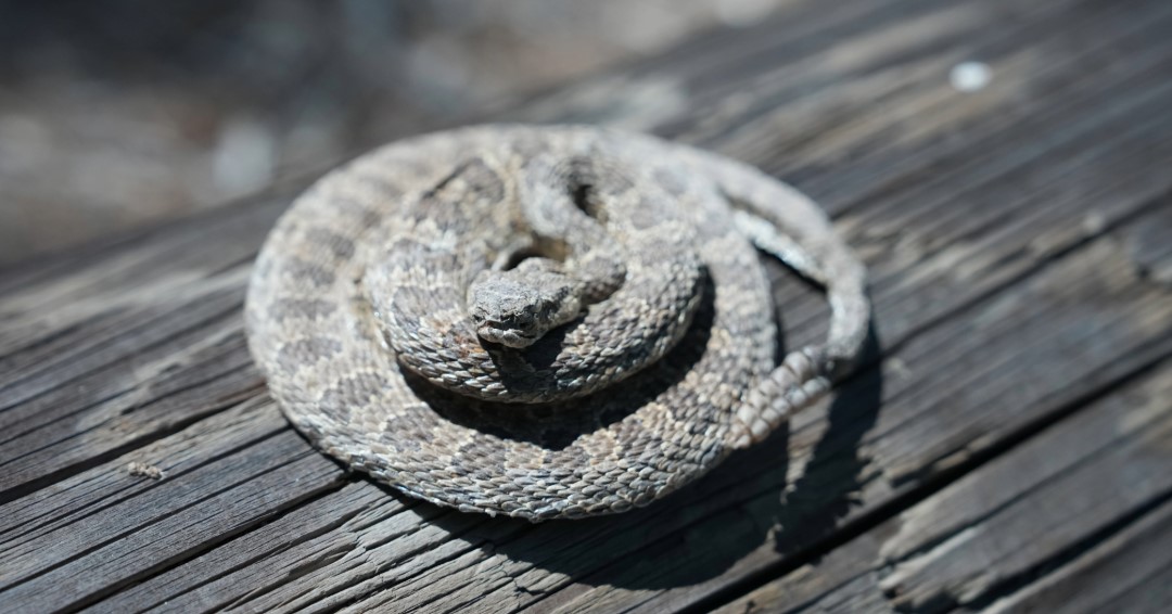 LACProbation's tweet photo. With increased rattlesnake activity expected this year, our K9s received rattlesnake vaccinations and specialized avoidance training to recognize and avoid danger. Special thanks to Dan Cooper and @ocworkingdog for helping protect our canine partners. #LACProbation https://t.co/E9BmZZi9qO