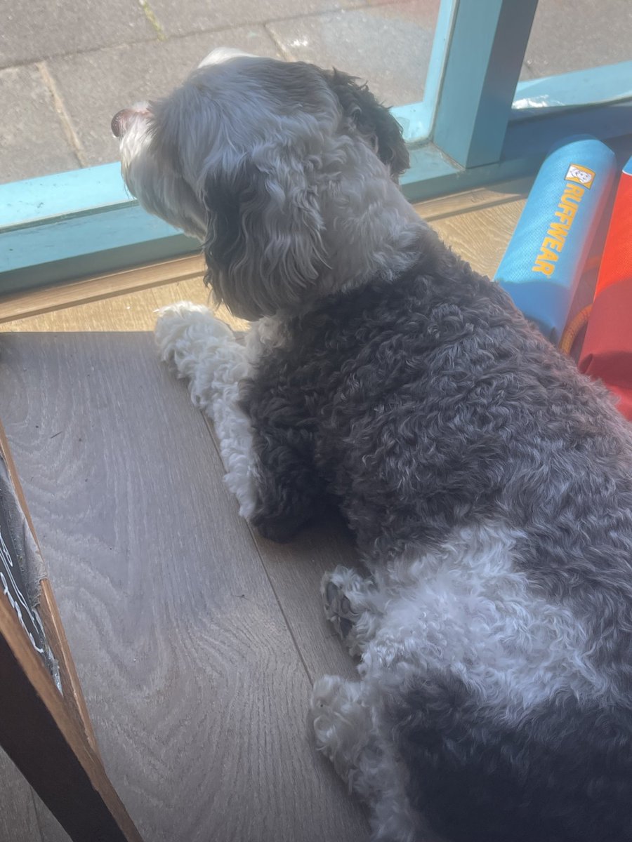 DiaryAlfred's tweet photo. Went to see out two favourite hot dogs today 💕. If you can visit Bob’s Emporium tomorrow there will be a paddling pool to enjoy - go visit if you can 🥰 https://t.co/UMm7ybKjUn