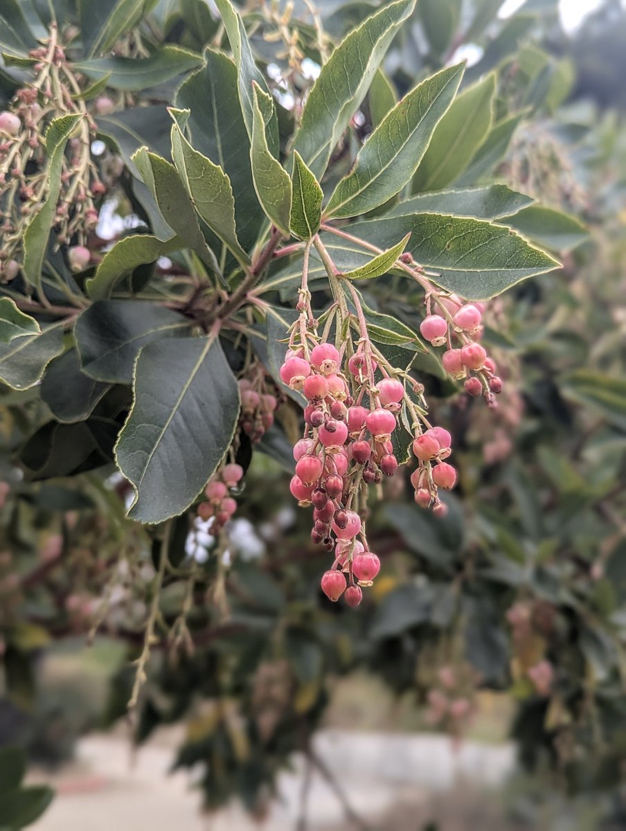 AngelBird111's tweet photo. Manzanita flower https://t.co/iGxBrd3H8a