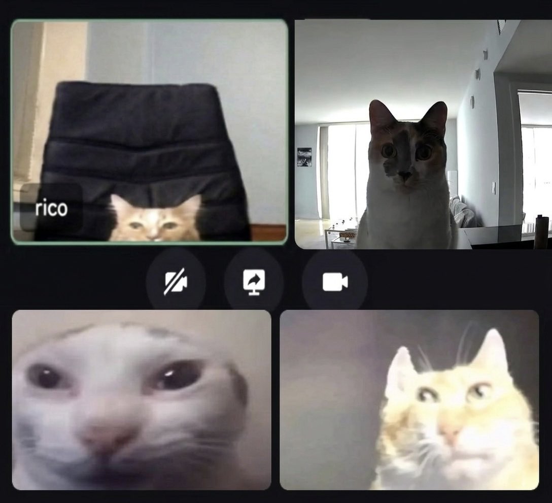 cat memes tweet media