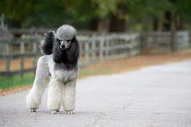 CallMeEagle__'s tweet photo. new dog obtained. named rock #rocktwt https://t.co/oz1kbN4Ous