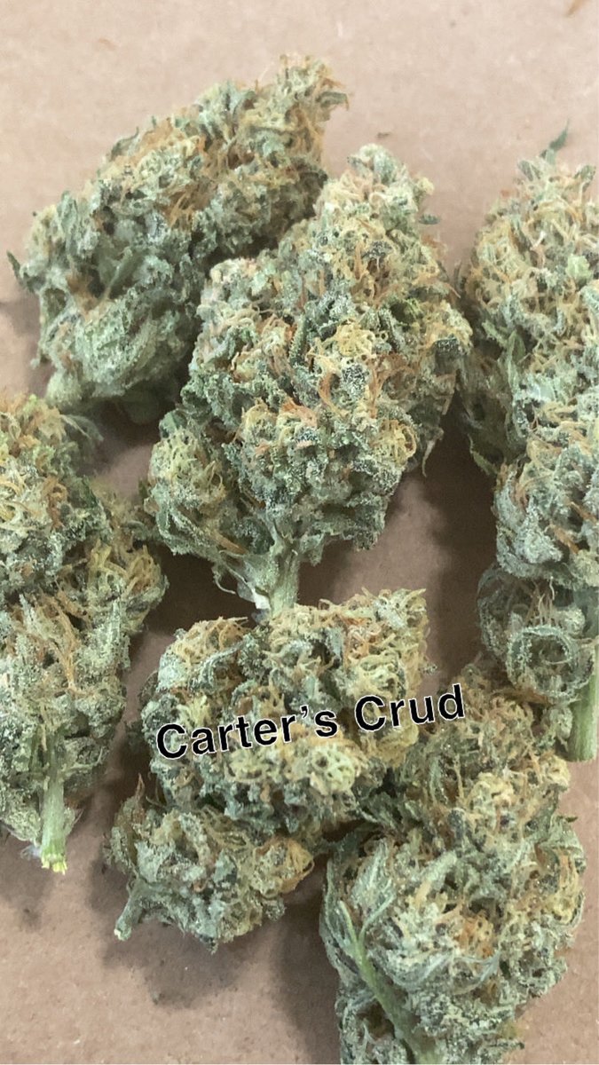 CartersCrud's tweet photo. Raspberry Kush auto by Atlas Seed that I harvested recently. Looking extremely good &amp; the nose is exactly like raspberry (the literal fruit). https://t.co/zCLiym6Yge
