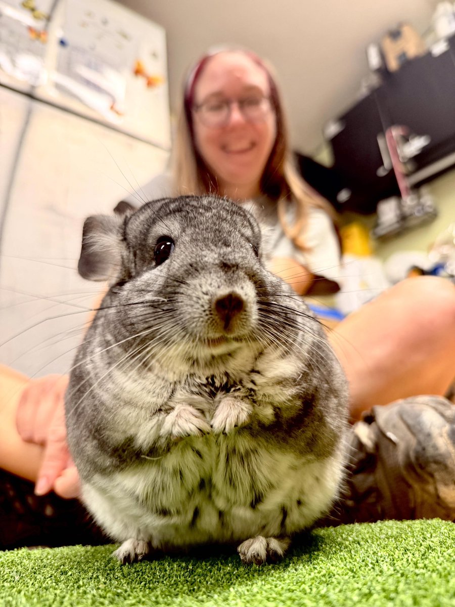 AlveusSanctuary's tweet photo. Behold… CHINCHILLA https://t.co/Q2RUgGuUSB
