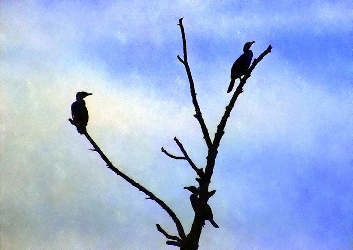 FuzzyFinker's tweet photo. Art of the Day! "Three Cormorants In A Tree". Buy at: https://t.co/SzuQB0lfAS https://t.co/PP90mWh8B0