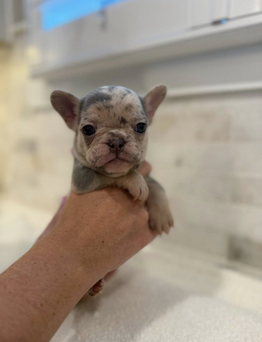 Beatrix “little potato” Bourbon tweet media