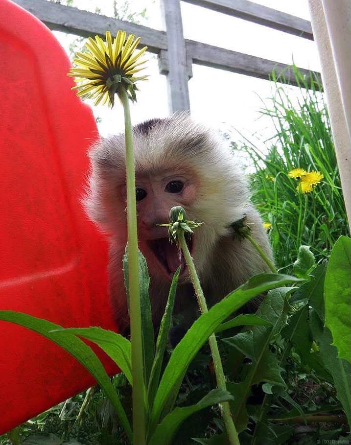 PocketsWarhol's tweet photo. I was king of my jungle🤪🌳🐒🪽#pocketswarhol #rememberme #AFTERLIFE https://t.co/trH7tzkbYR