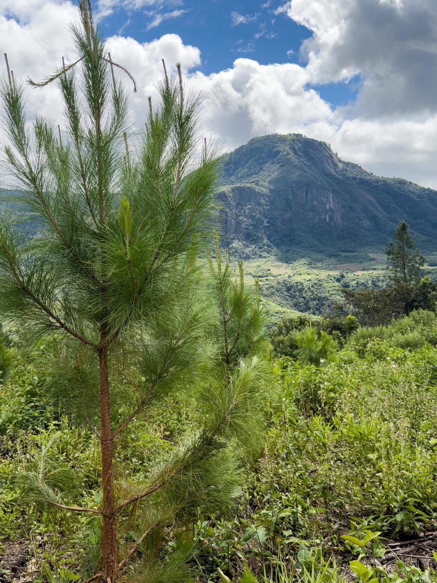 WaltJackman's tweet photo. Zimbabwe is beautiful 🔥 #VisitZimbabwe❤️🇿🇼 

Credit: @forestrycom1 https://t.co/y36SXeq4rB