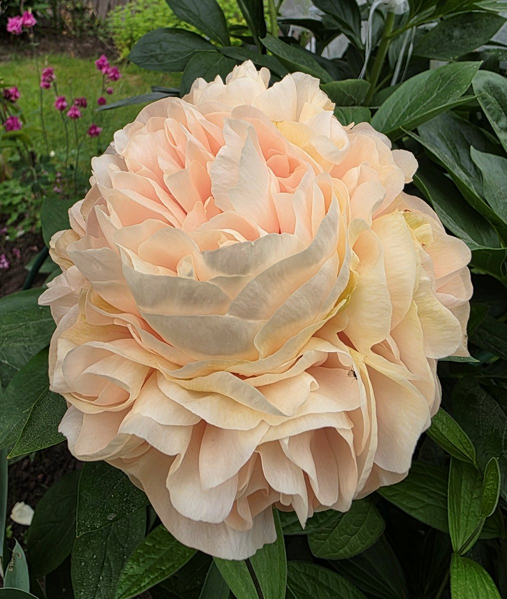 Vowk11's tweet photo. ...Новый день - новые краски нашего пиона 'Apricot Morning' 🥰 https://t.co/mWx0Qj6S29