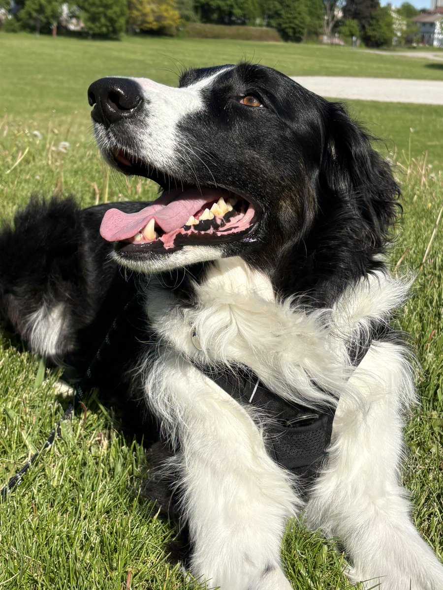 miya_irb's tweet photo. 花粉症のせいか犬の散歩後は目が痒い🫩🇨🇦の目薬はなんであんなお高いの https://t.co/62tNKzWiP4