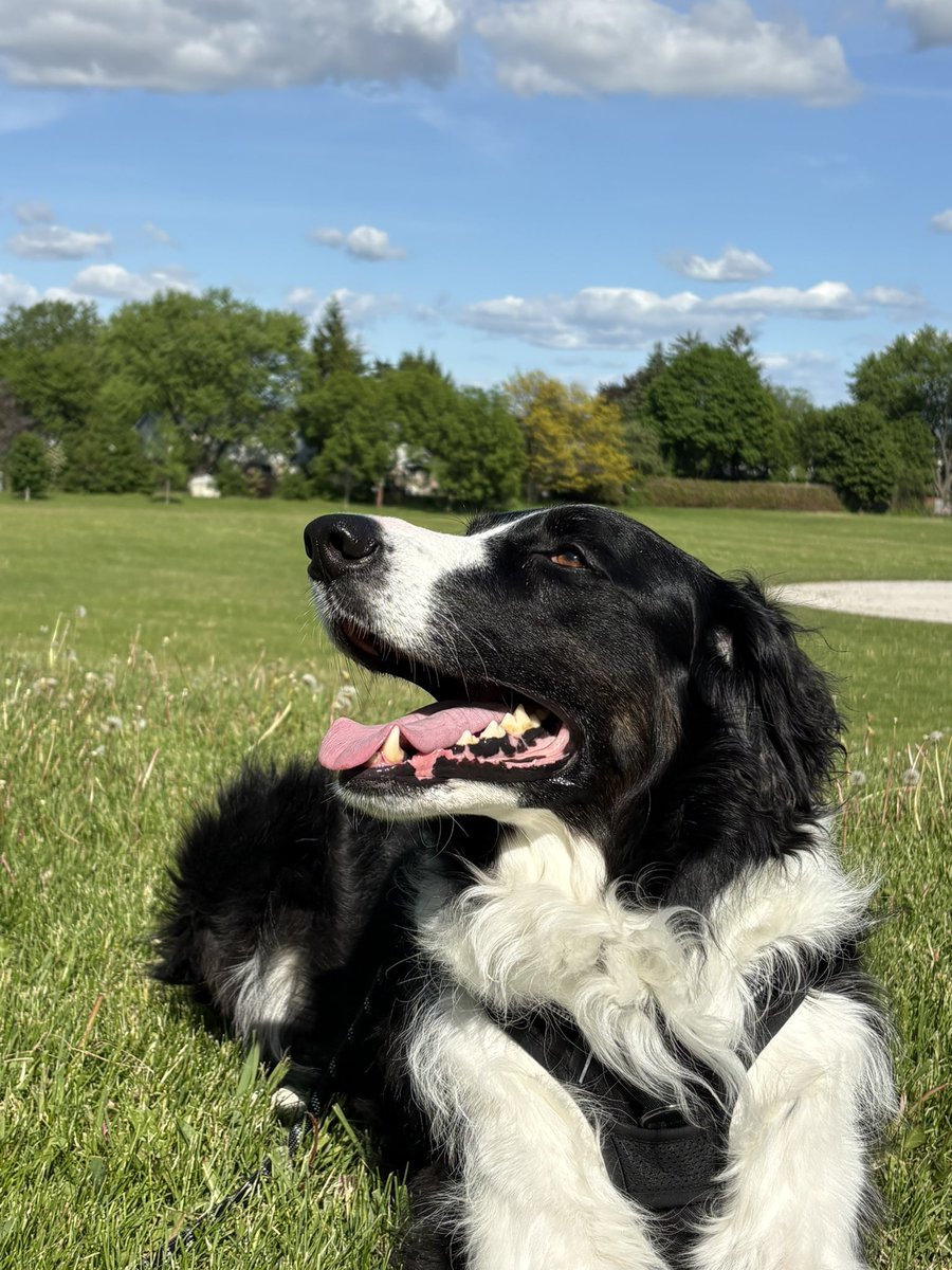 miya_irb's tweet photo. 花粉症のせいか犬の散歩後は目が痒い🫩🇨🇦の目薬はなんであんなお高いの https://t.co/62tNKzWiP4