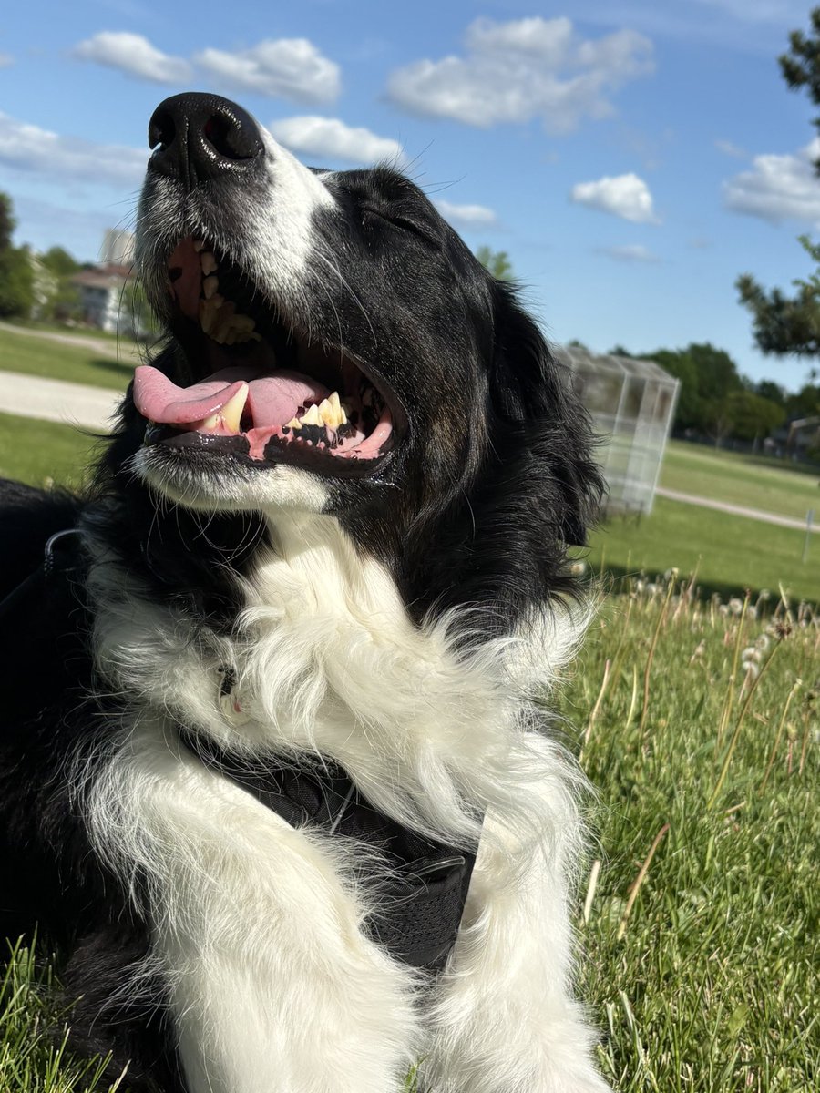 miya_irb's tweet photo. 花粉症のせいか犬の散歩後は目が痒い🫩🇨🇦の目薬はなんであんなお高いの https://t.co/62tNKzWiP4