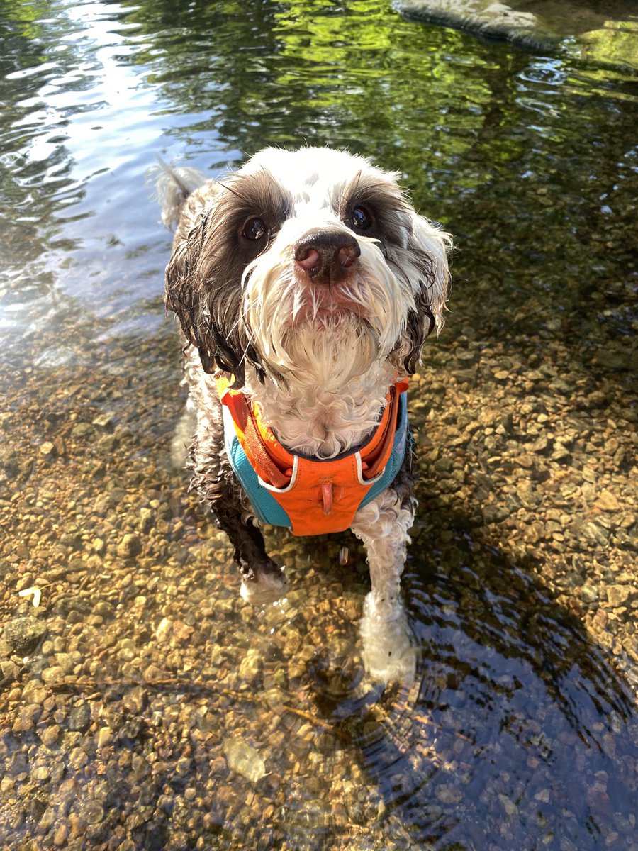 bemorebob2's tweet photo. I love paddling pals is one my favourite hobbies. So my mum and dad bring me here often 💦 love Bob https://t.co/cnoslam4hD