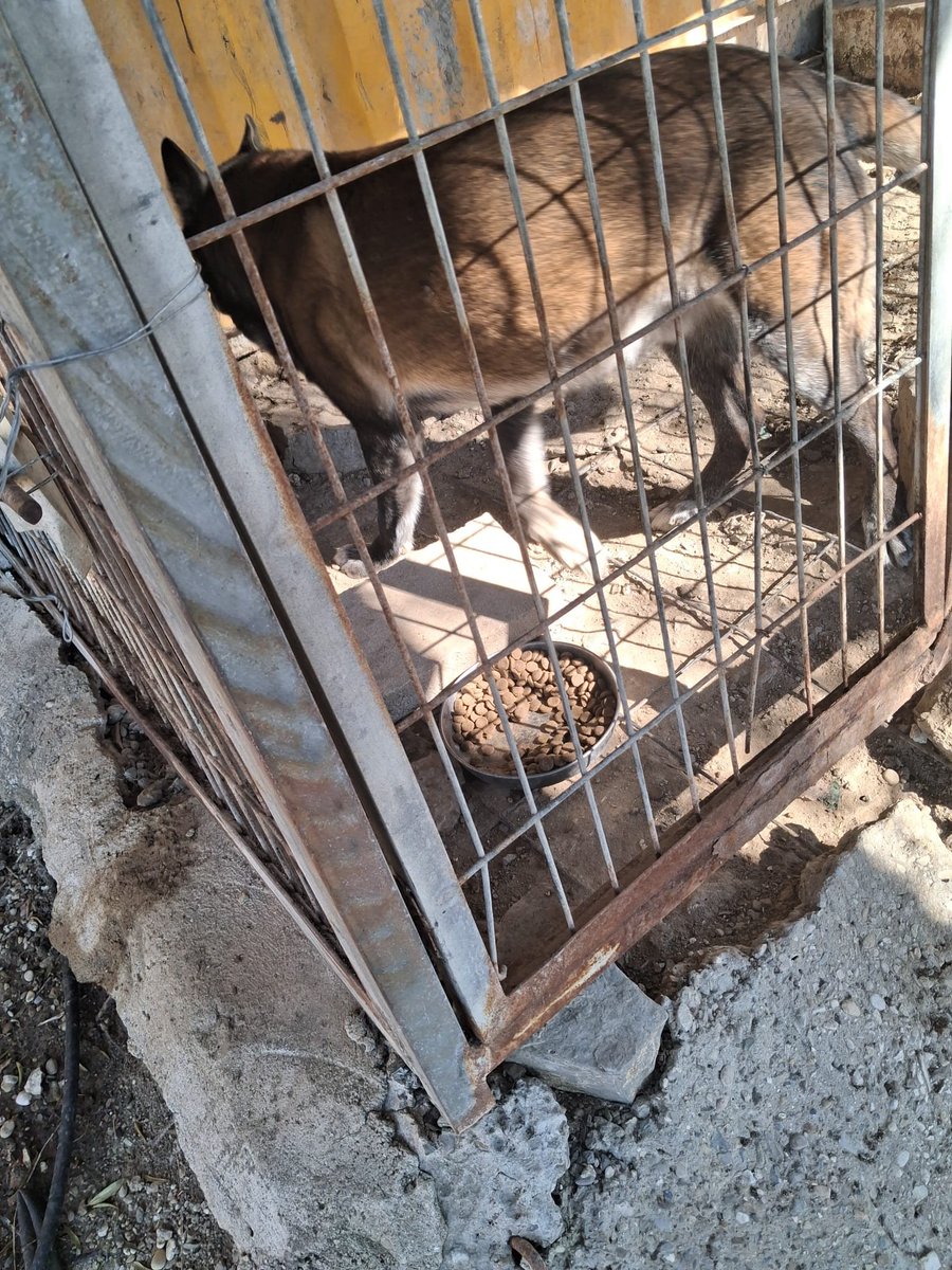 SilviaMylo's tweet photo. Esto es inhumano, miserable, horrible. Pobre criatura que lleva sus siete años en una jaula todo el día, solo sale para una foto 😢😭. Parece un abuelito de esa vida tan horrenda 💔 
Vende el campo el dueño y lo lleva a la perrera del pueblo, otro infierno en donde al no ser un perro pequeño lo van a matar seguro, da igual que esté prohibido, sabemos lo que hay..
No lo dejemos solo por favor, por una vez hagamos lo que hay que hacer 🙏🏻 
Pueblo de Cádiz
665188841