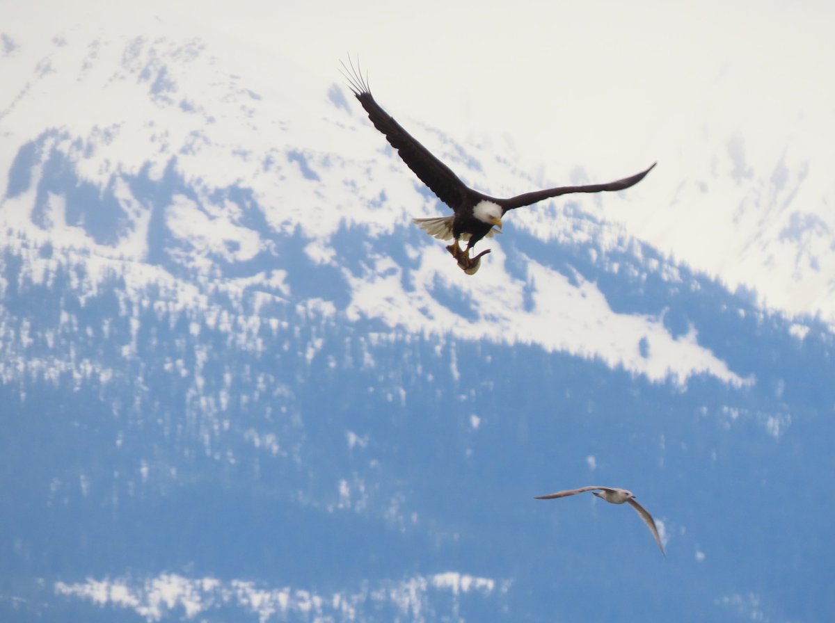 Linken_log's tweet photo. Still going through all my photos, but Alaska was sooo kind to me. I got every single target bird on my list (including both swans!!) except for the dipper..... https://t.co/KLQPZU4sCY
