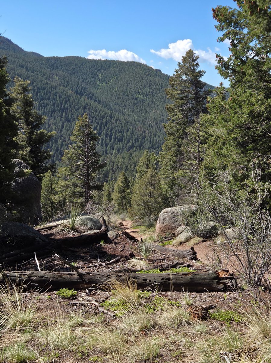 ViewFromTrails's tweet photo. Peace in the Pines...🌲☮️👣☮️🌲

#PeaceOut ☮️ https://t.co/rkfpexqlT8
