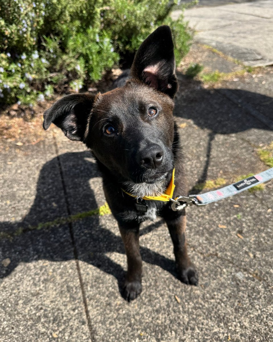 15outof10's tweet photo. Ramona’s care is fully funded! Thank you for ensuring she’ll get the surgery she needs. We’ll pupdate you on her post-op progress here ❤️‍🩹 https://t.co/bEnISZuH73