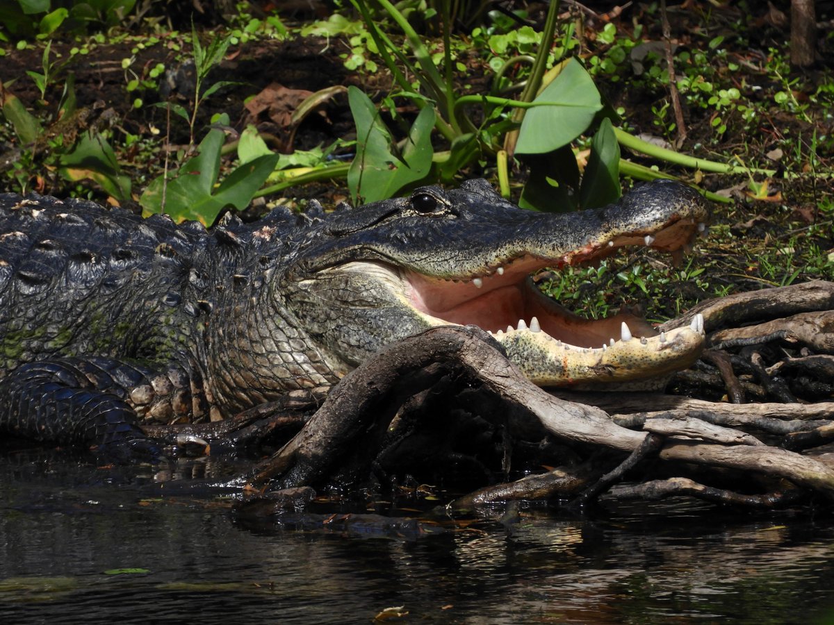 SWAPBC's tweet photo. Happy #NationalAlligatorDay! Industry and nature are celebrated along the #SWA Greenway Trail System’s six miles of public use trails on 300 acres of conservation land. Explore by foot or bicycle but keep a sharp eye out for the gators, wading birds and other wildlife that call these trails home. As a safety reminder, always stay on the trails and never disturb the wildlife.

Learn More: https://t.co/aj7RhLEwY9

It is the policy of the Solid Waste Authority of Palm Beach County not to resolve customer complaints or respond to inquiries on social media. If you have a collection-related issue in unincorporated Palm Beach County, please contact our Customer Service team at 561-697-2700 or contactcis@swa.org to have your issue resolved in a timely manner.