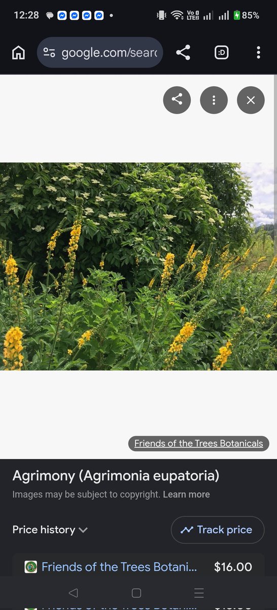 TLCL1964's tweet photo. What do they use instead?
Agrimony Eupatoria.  A very different plant...  B S https://t.co/LGpHWVLytP