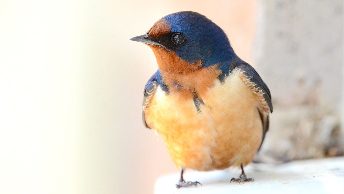 AusableBayfield's tweet photo. Barn Swallows have a long-standing relationship with humans, as they often create their nests on human-made structures. It's a wonderful symbiotic relationship as Barn Swallows can eat up to 1,000 insects a day. #SpringIsHere https://t.co/WhQHGyuStX
