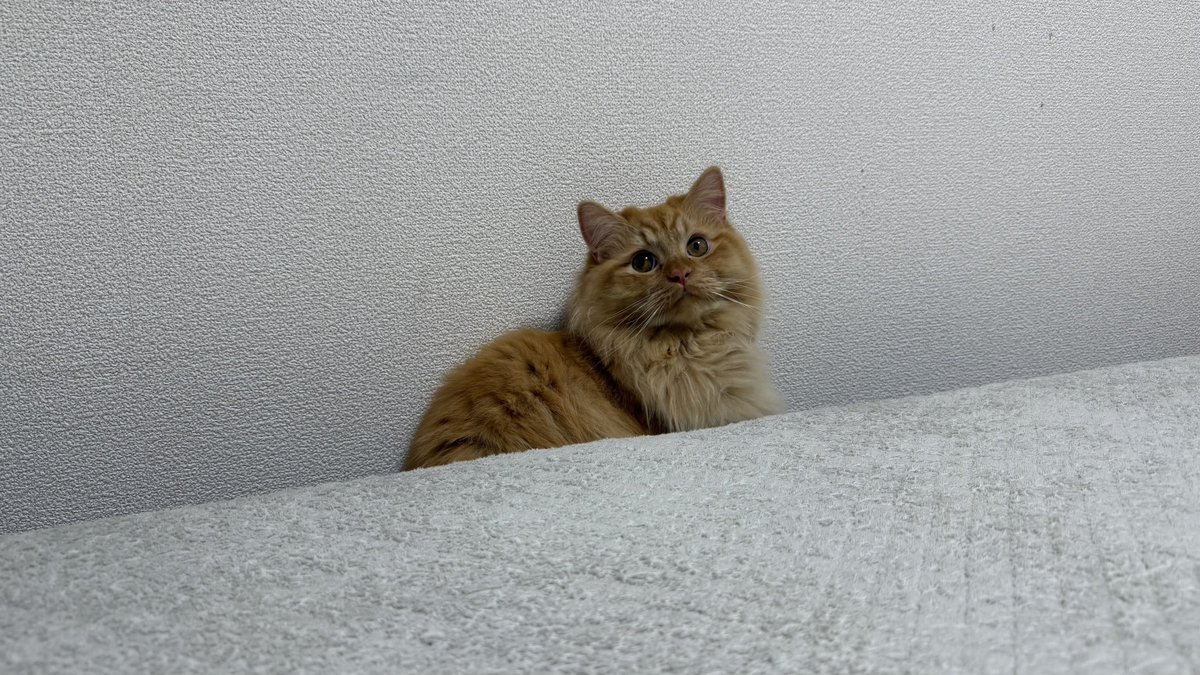 KatoLowFat's tweet photo. @h_kncx 猫は雰囲気で表情語るからめっちゃ可愛い https://t.co/TMEt76Rcuj