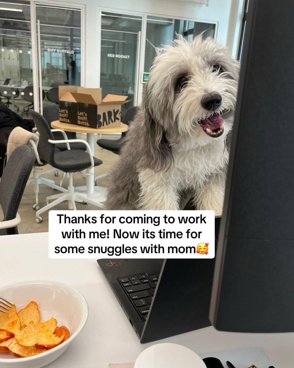 BarkBox tweet media