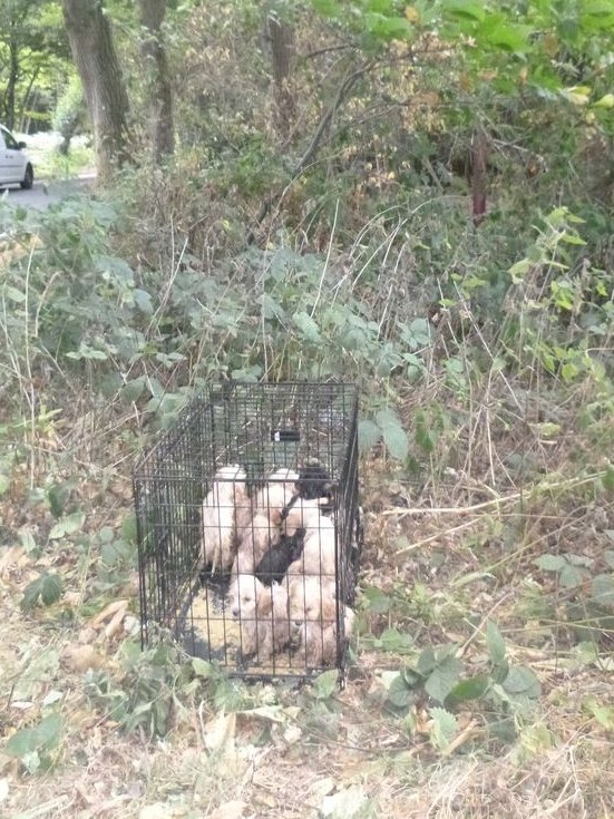 Animal Adoptions UK ๐โ๐ฆบ๐๐โค๏ธ tweet media