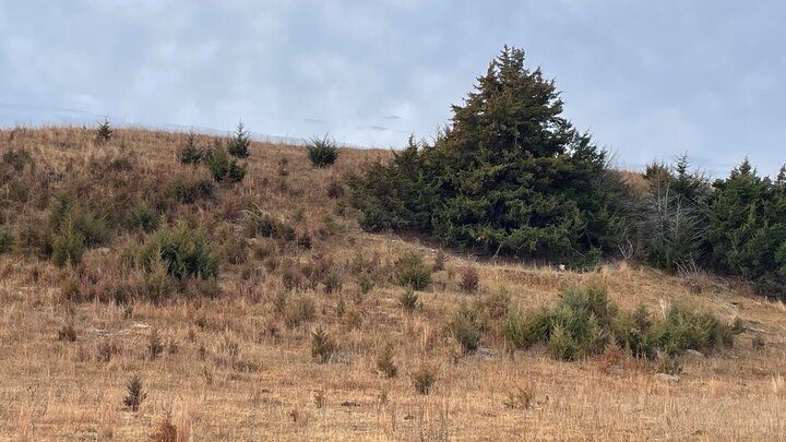 UNL_CropWatch's tweet photo. #Nebraska landowners can learn practical strategies for managing cedar encroachment, protecting #forage production &amp; maintaining cedar-free #pastures during these free workshops in June: https://t.co/orVKb40mRh 

#NebExt #NebraskaAg #AgTwitter #Farming #Ag #InvasivePlants https://t.co/BjDv3cGRaZ