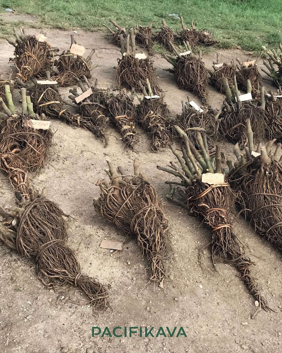 pacifikava's tweet photo. Fresh kava stumps sold at the market in Lenakel, a small town in Tanna, an island reknowned for its traditions and for its volcano in the southern part of the Vanuatu archipelago. Look how carefully the lateral roots have been harvested and tied together.

#Pacifikava #Vanuatu https://t.co/gUi6K2jCuq