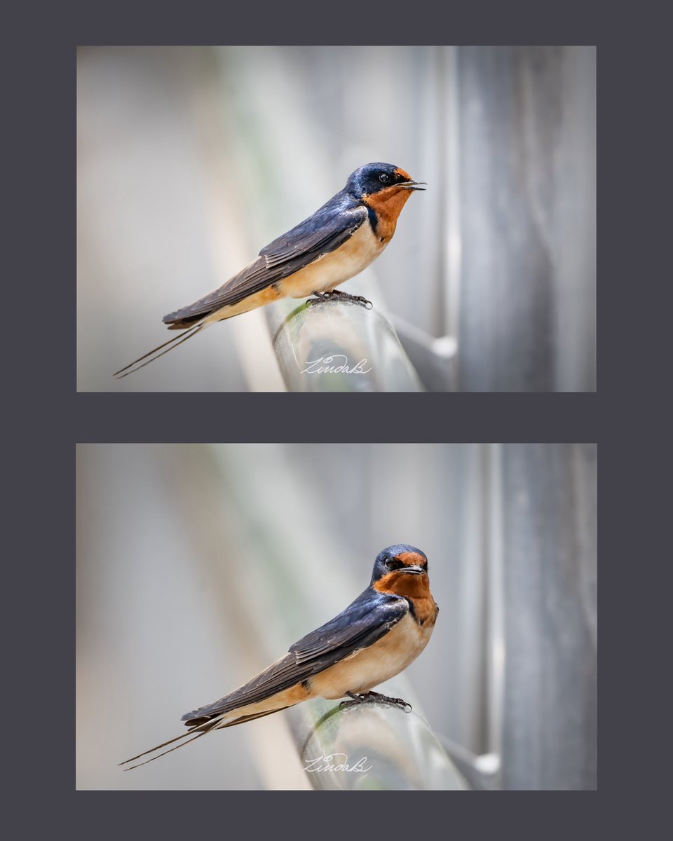 LSBofEBB's tweet photo. I hope you're having a fantastic Friday! Quiet day for me. Image of Barn Swallow recently taken in #massachusetts
#bird #Naturephotography #getoutdoors #taketime https://t.co/NeLXiZTS5m