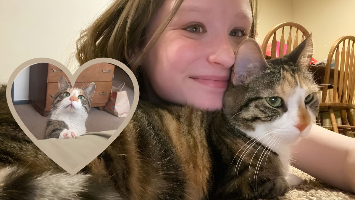 Cats and Kittens tweet media