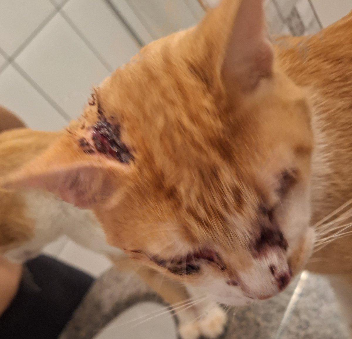Vamperide's tweet photo. ⚠️ NÃO PULEM POR FAVOR!⚠️
Oi galera, meu engajamento não é dos melhores mas queria pedir para vocês não pularem esse post.
Por volta de 2 semanas atrás meu gatinho contraiu escotoprose, uma doença feita por um fungo que abre feridas que não cicatrizam na pele.+ https://t.co/OfEs16L7qV
