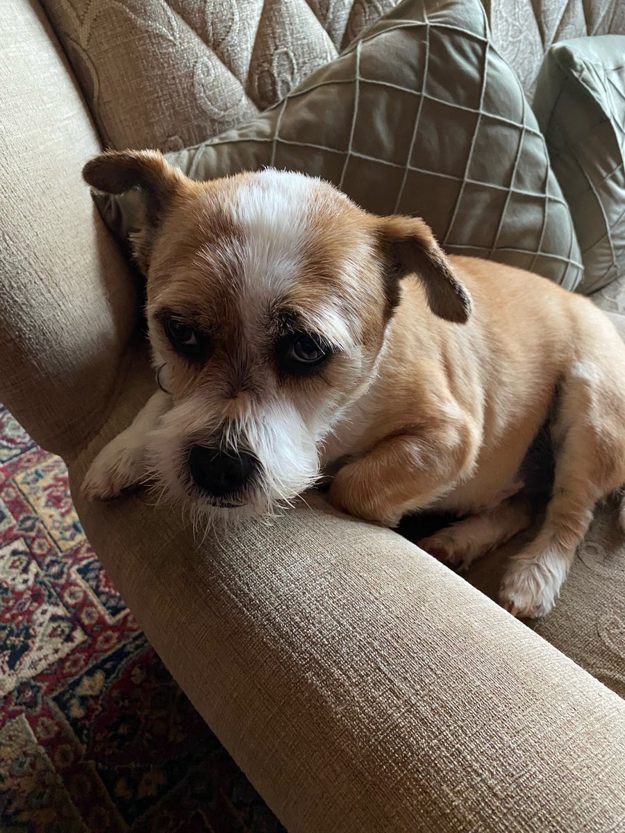 Mistertonmick's tweet photo. Happy Weekend to all of mine and Eddies friends on Twitter, still got painful knee, X-ray hasn’t come back after 2 and half weeks on the one which I must have twisted it, Eddie is full of himself though he is on short walks at the moment https://t.co/y2Pq3KOvxr