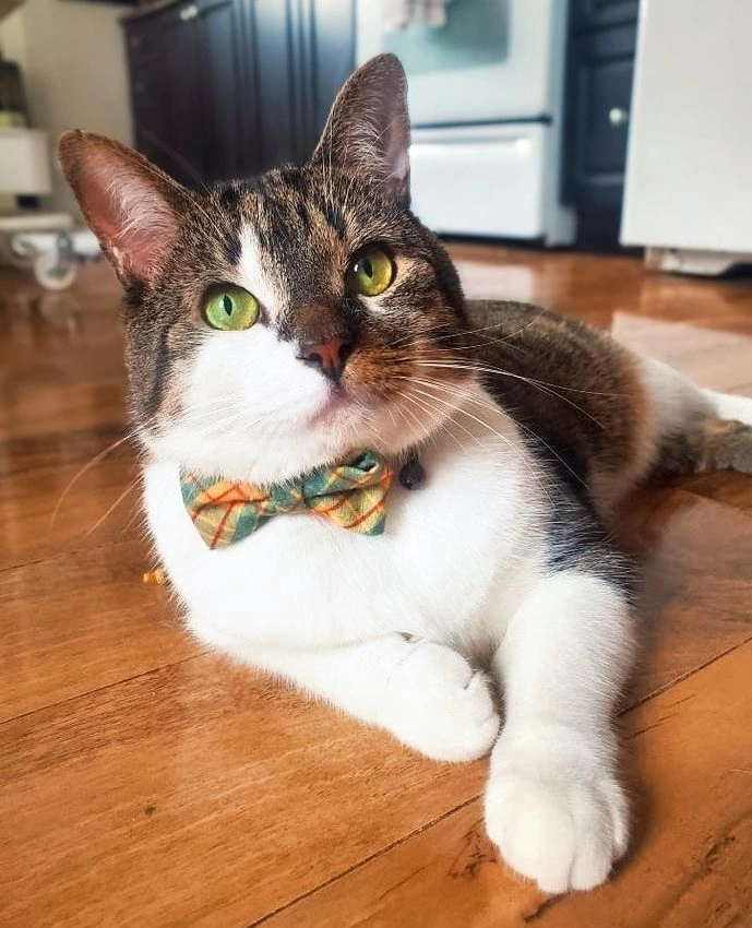 ModernCatMag's tweet photo. Fox the cat is looking sharp for Monday 😺🐾⁠
⁠
📸: Fox and his human, Samantha!⁠
⁠
#moderncat #moderncatmagazine #cat #cats #feline #meow #catlife #pets #catlover #catloversclub #catoftheday #cutecat #catsofx https://t.co/KrFYKtPXlf